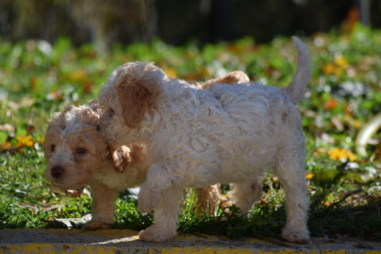 Guest House Lagotto'S Peak Radatovici المظهر الخارجي الصورة