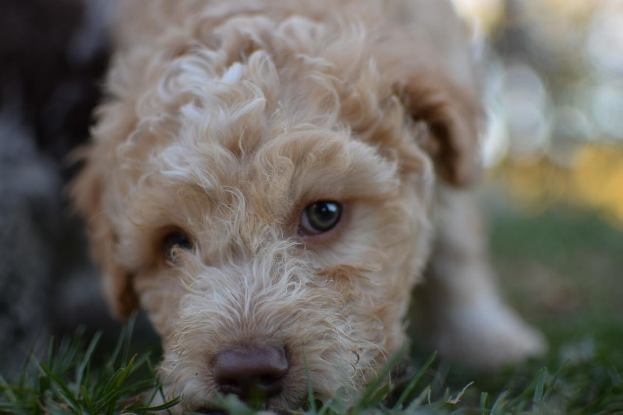 Guest House Lagotto'S Peak Radatovici المظهر الخارجي الصورة